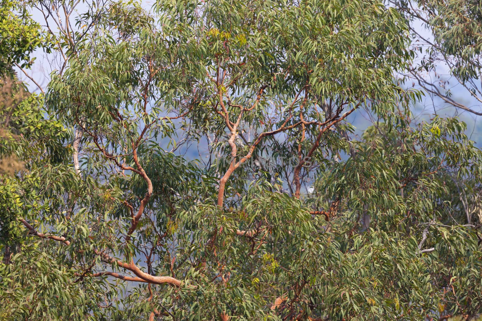 An Australian eucalyptus gum tree with green leaves and brown branches