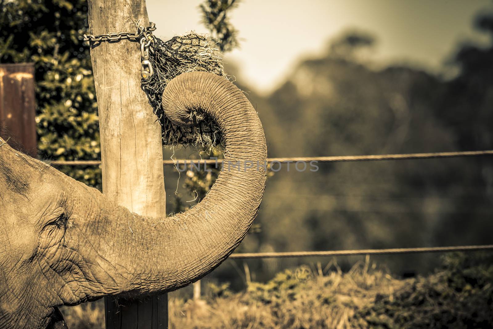 An elephant using their trunk to get to food on a pole