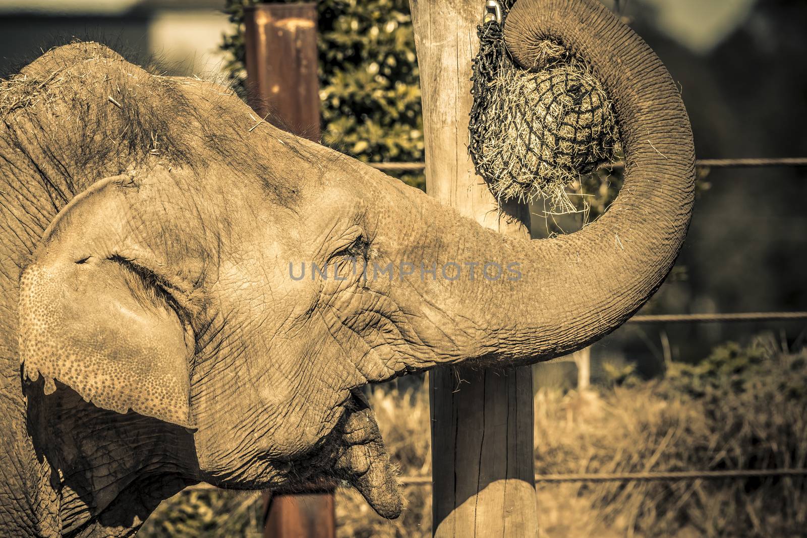 An elephant using their trunk to get to food on a pole