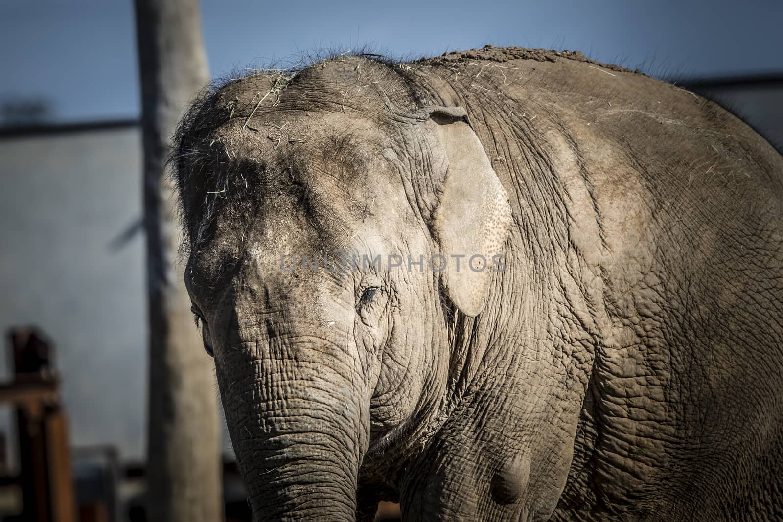 An old elephant standing in the sunshine on a fine day