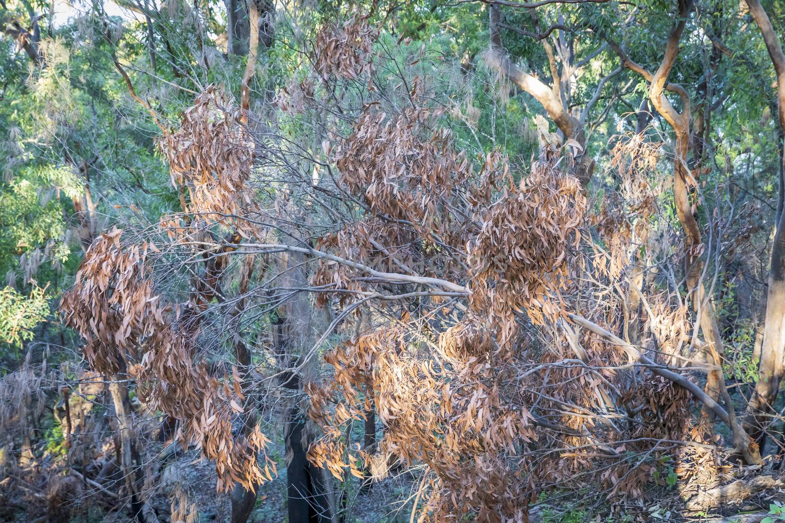 Brown gum tree leaves burnt by bushfire in The Blue Mountains in New South Wales in Australia