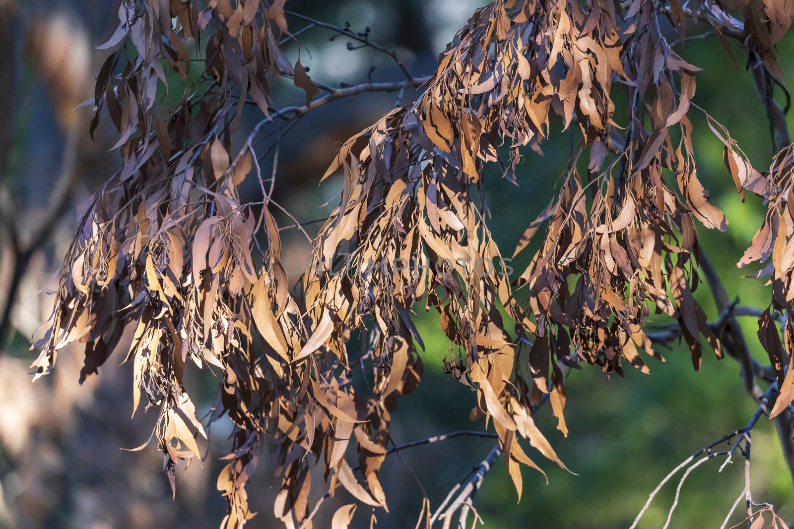 Brown gum tree leaves burnt by bushfire in regional Australia by WittkePhotos