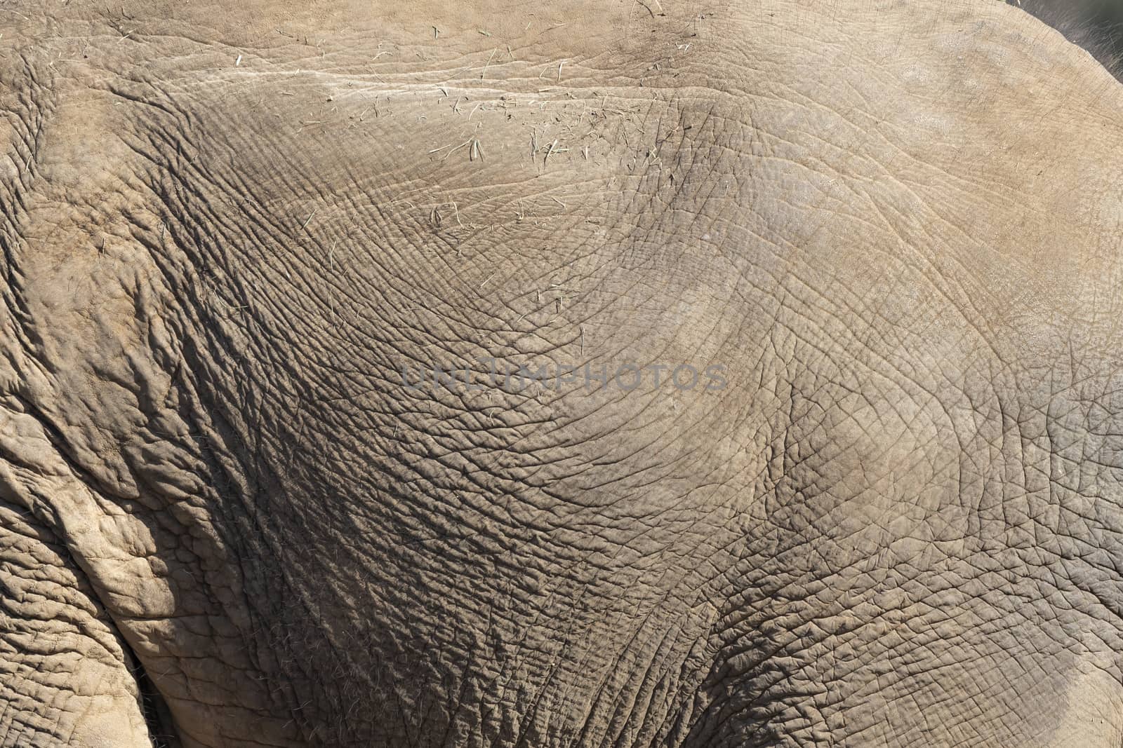 Close up of an old elephant and their wrinkly skin by WittkePhotos