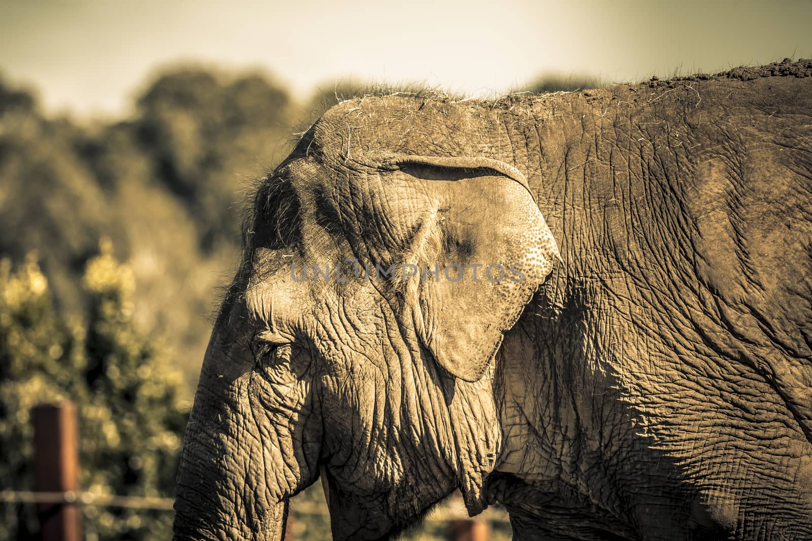 Close up of the ear and wrinkly skin of an elephant