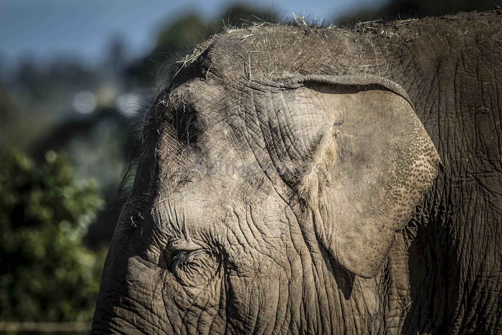 Close up of the ear and wrinkly skin of an elephant by WittkePhotos