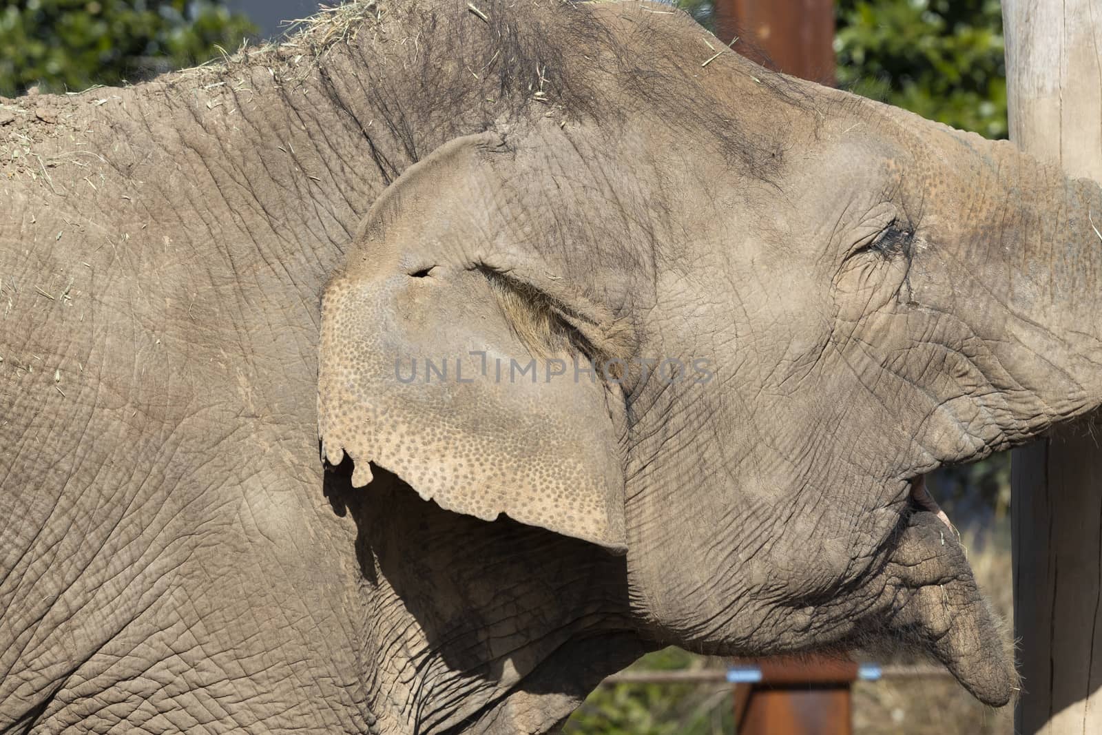 Close up of the ear and wrinkly skin of an elephant