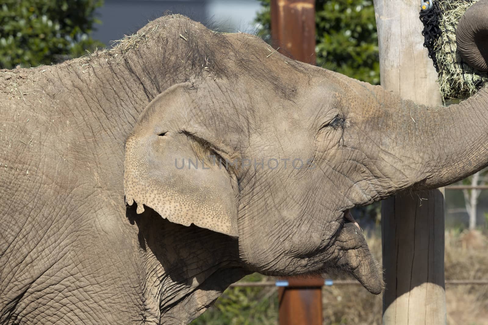 Close up of the ear and wrinkly skin of an elephant