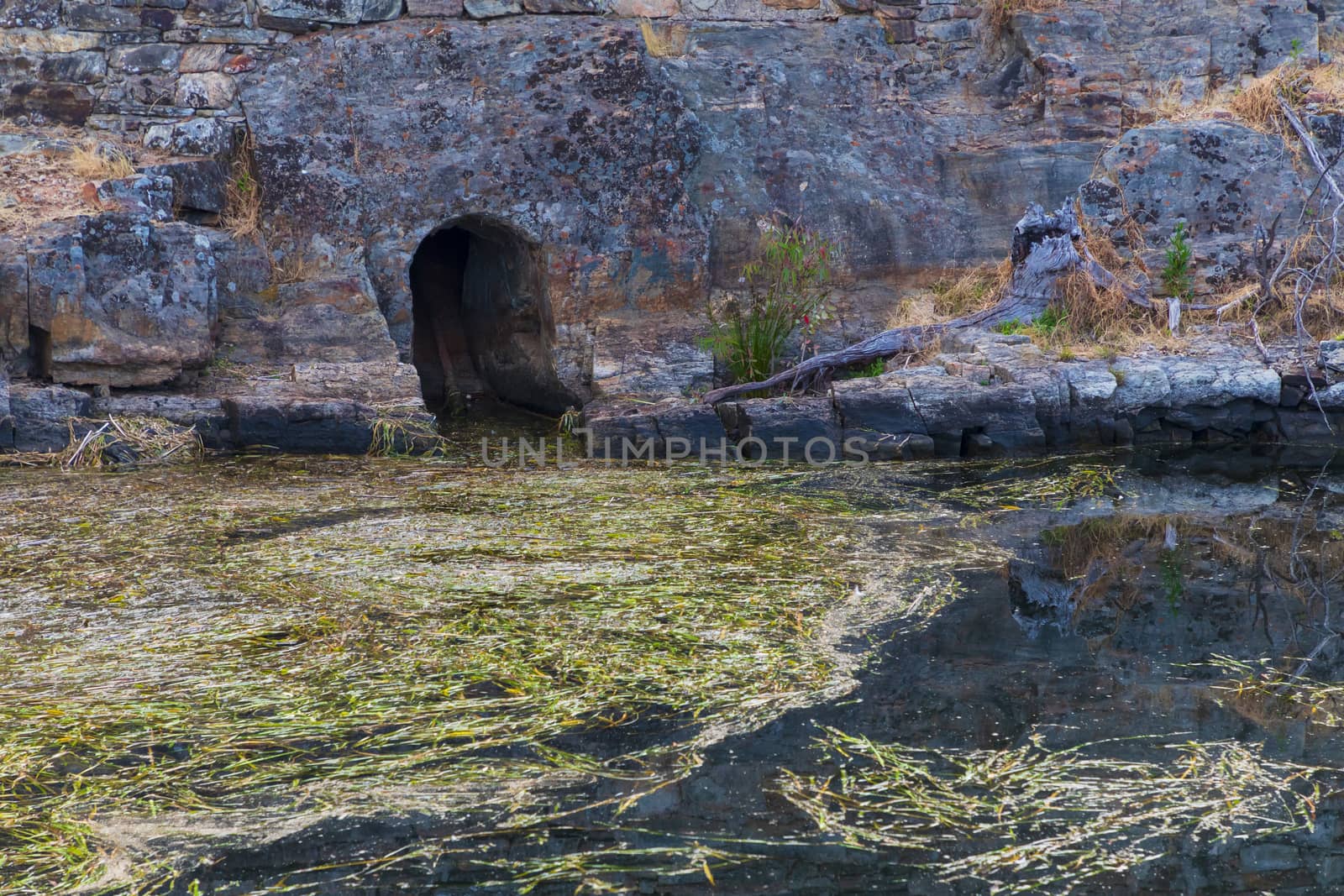 Colorful seaweed in a fresh water supply reservoir by WittkePhotos