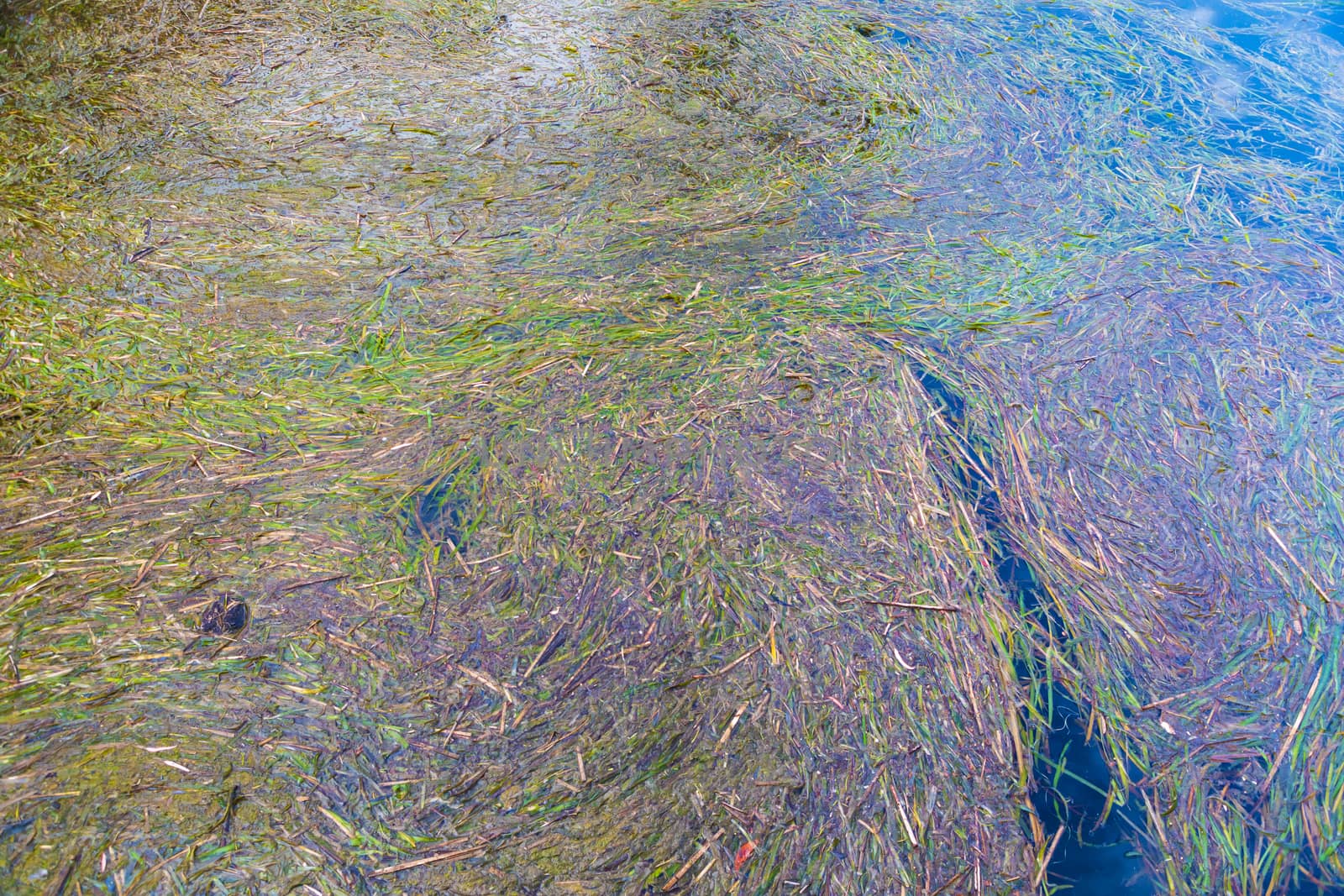 Colorful seaweed in a fresh water supply reservoir