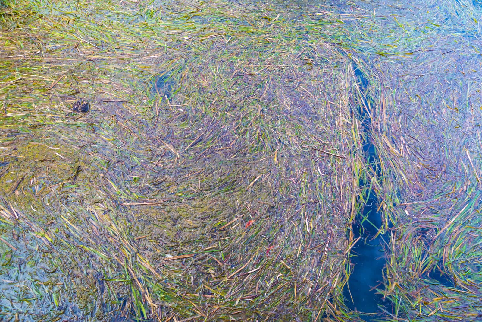 Colorful seaweed in a fresh water supply reservoir