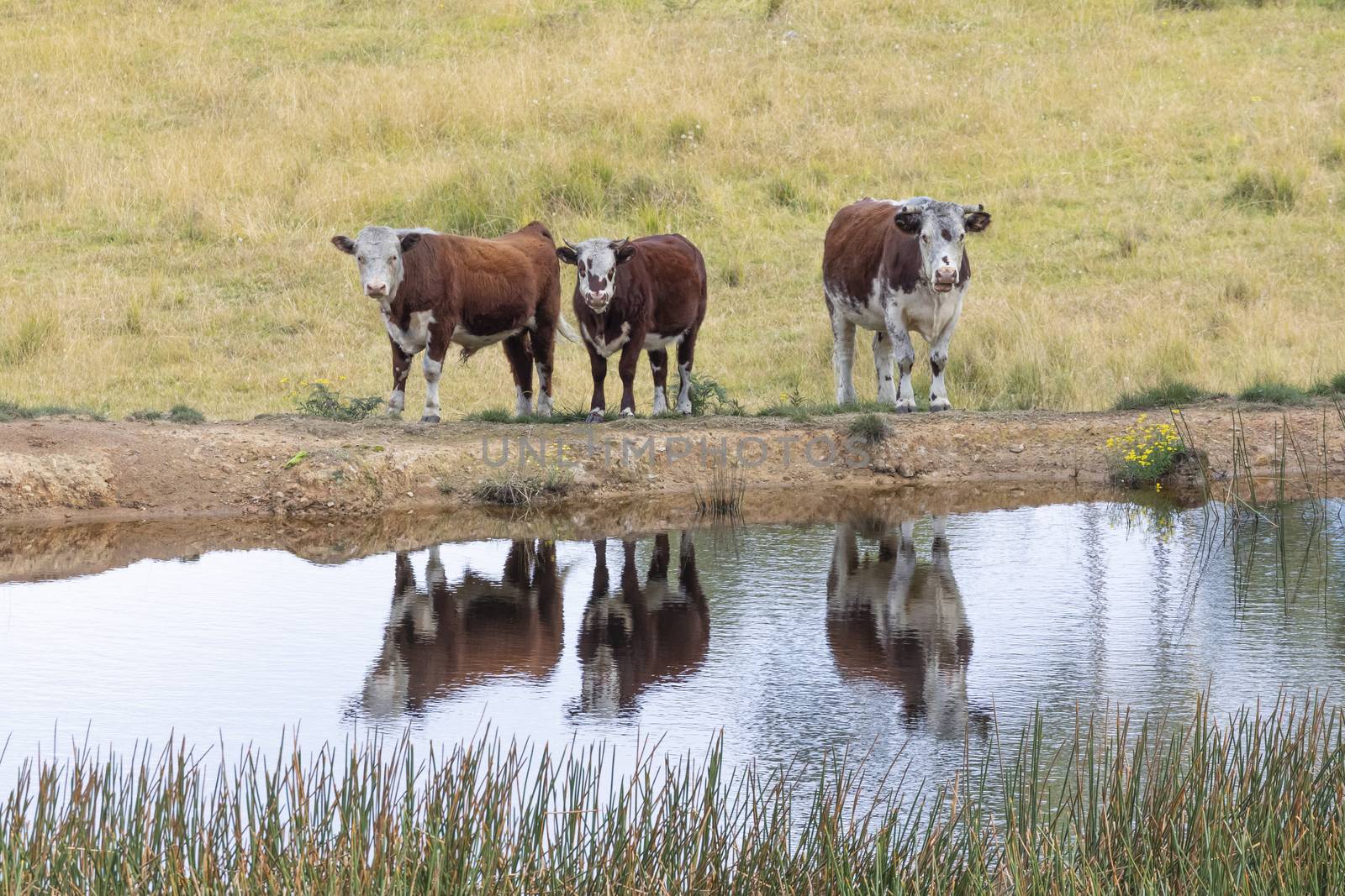 Cows at a watering hole in a large grassy agricultural field