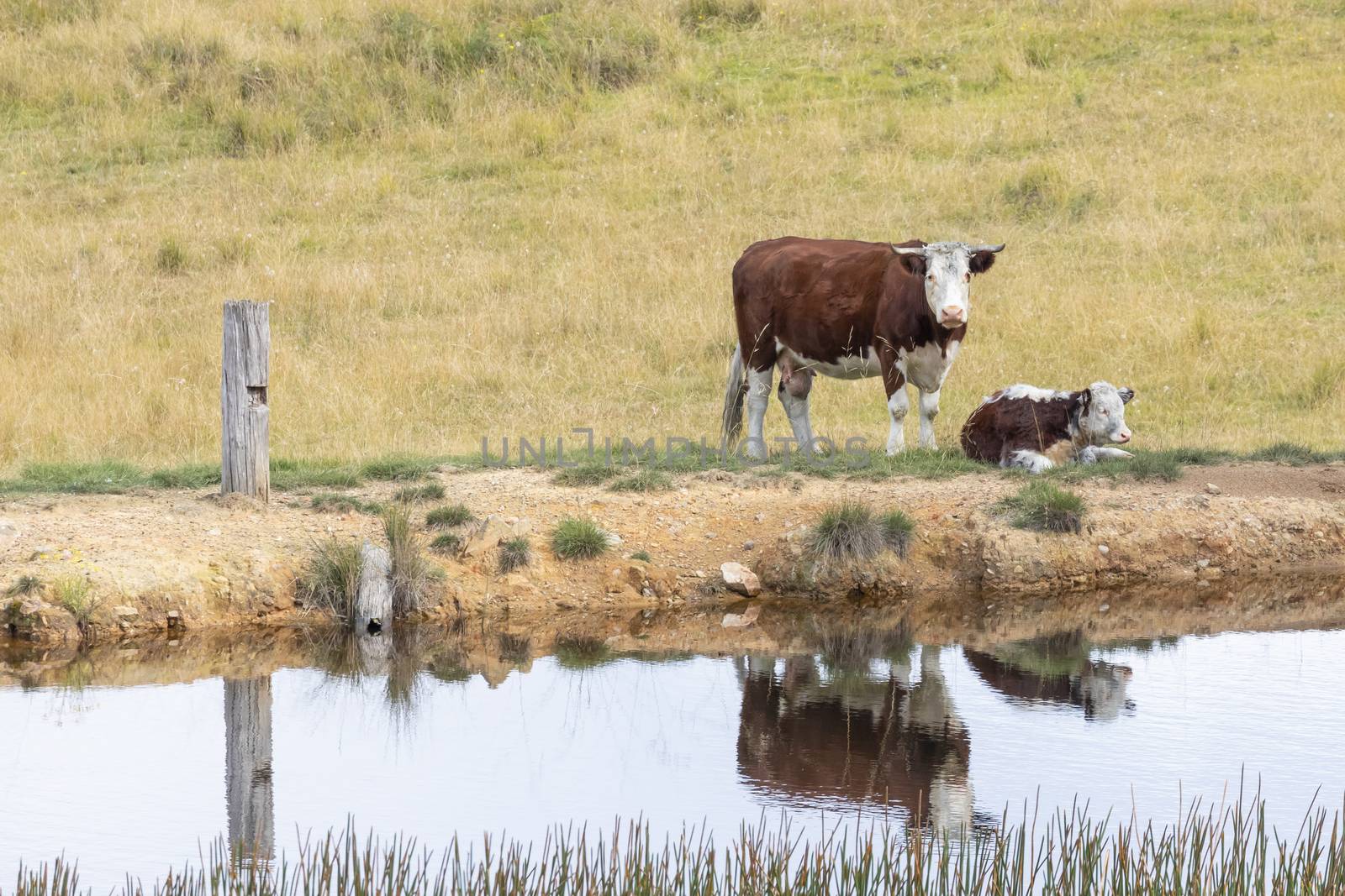 Cows at a watering hole in a large grassy agricultural field