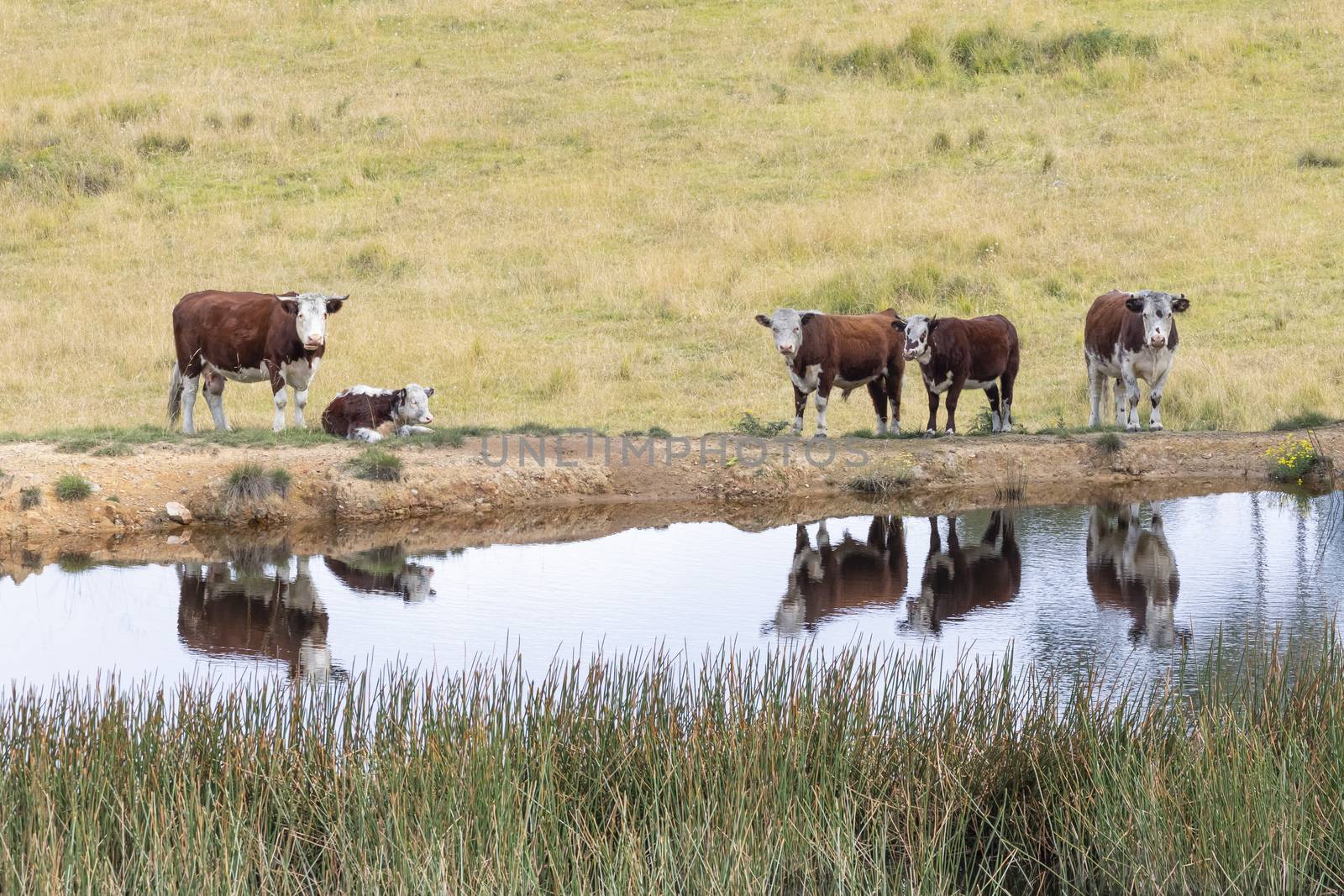 Cows at a watering hole in a large grassy agricultural field