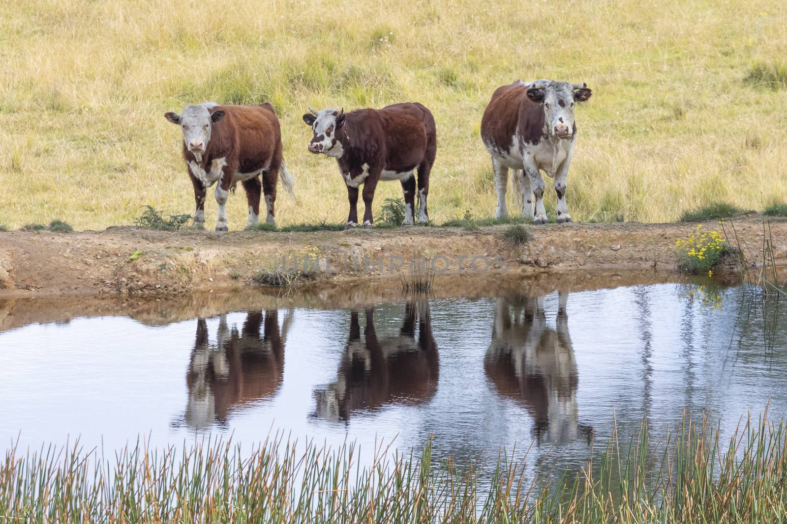 Cows at a watering hole in a large grassy agricultural field