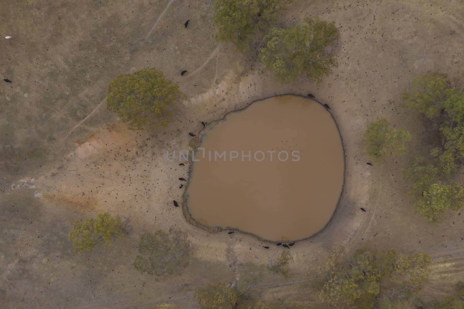 Cows drinking from an irrigation dam on a farm in Australia by WittkePhotos