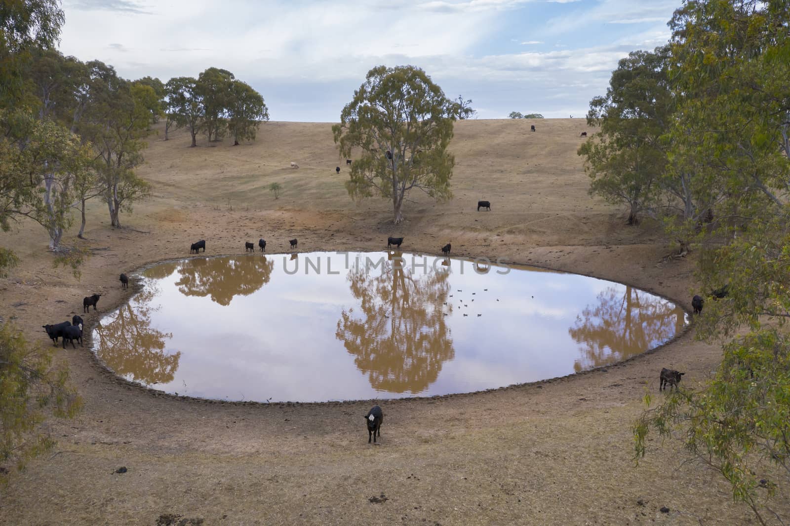 Cows drinking from an irrigation dam on a farm in Australia by WittkePhotos