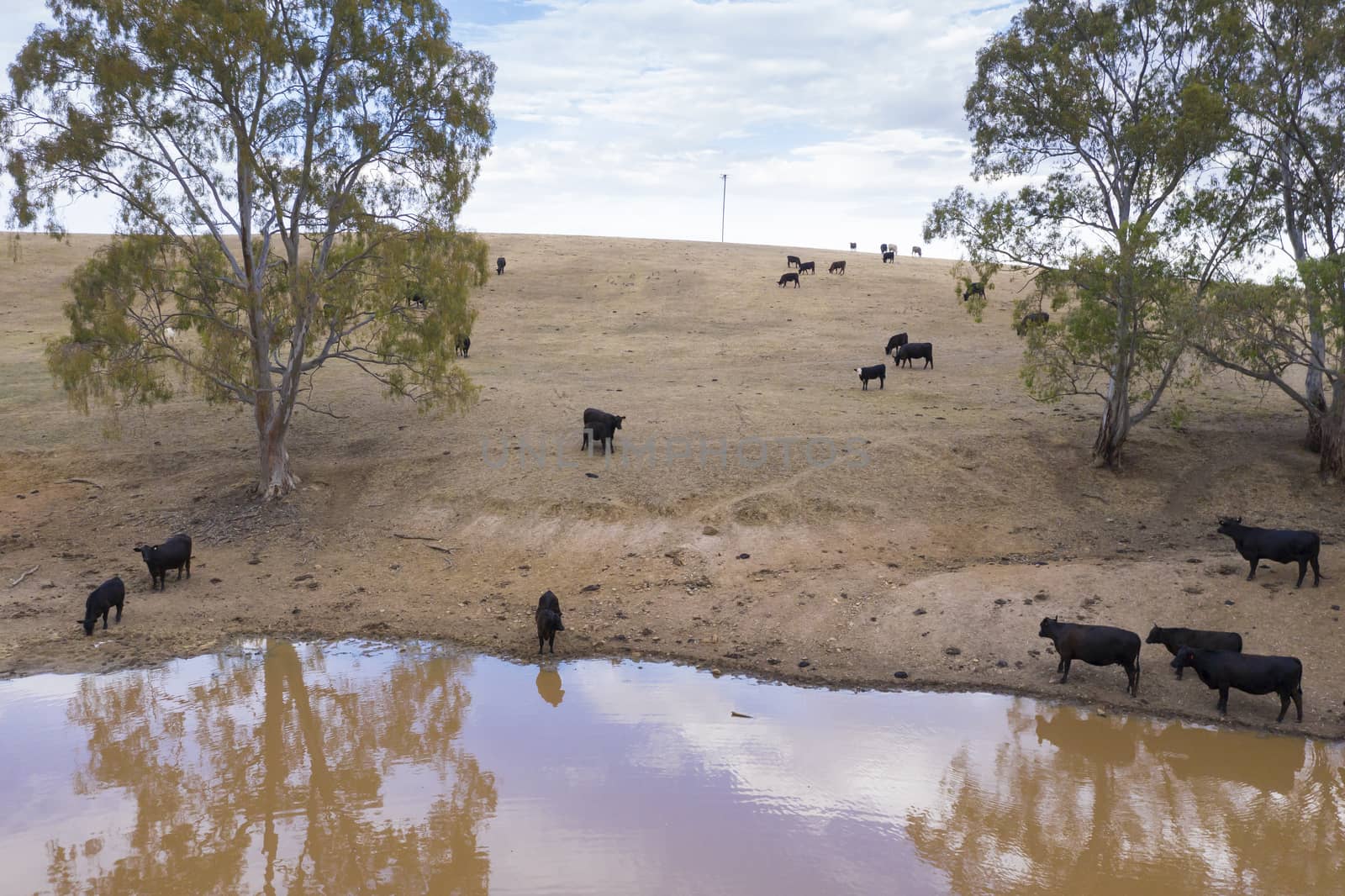 Cows drinking from an irrigation dam on a farm in regional Australia