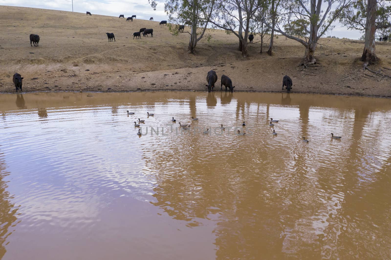 Cows drinking from an irrigation dam on a farm in regional Australia