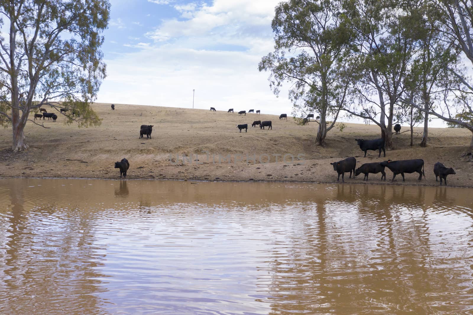 Cows drinking from an irrigation dam on a farm in Australia by WittkePhotos