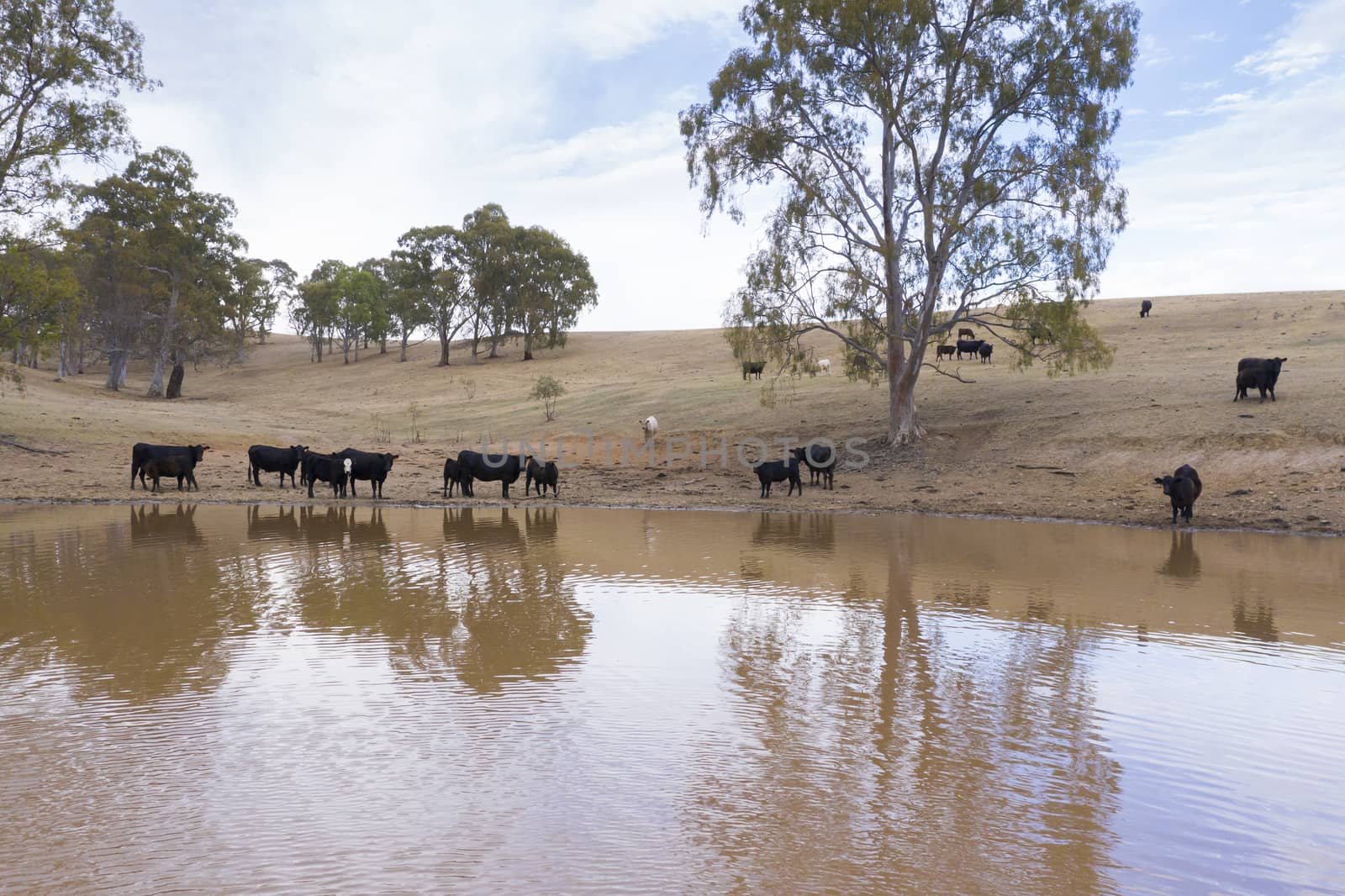 Cows drinking from an irrigation dam on a farm in Australia by WittkePhotos