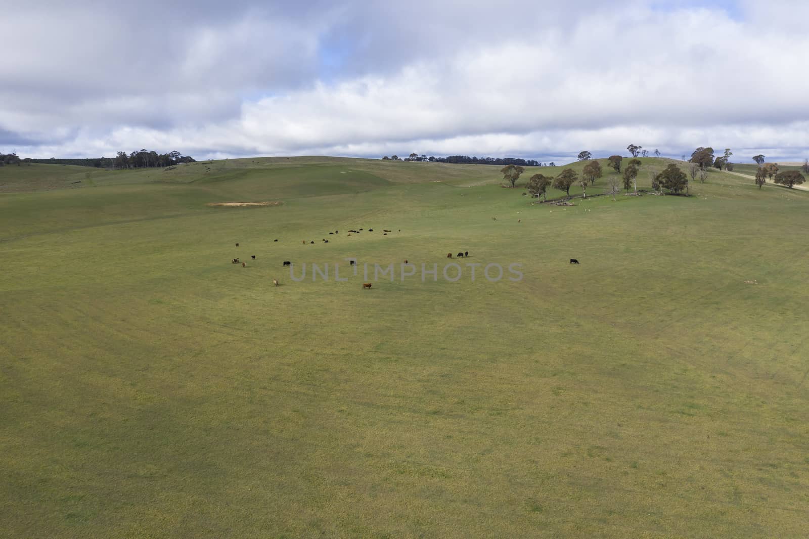 Cows in a grassy green field in the Australian outback by WittkePhotos