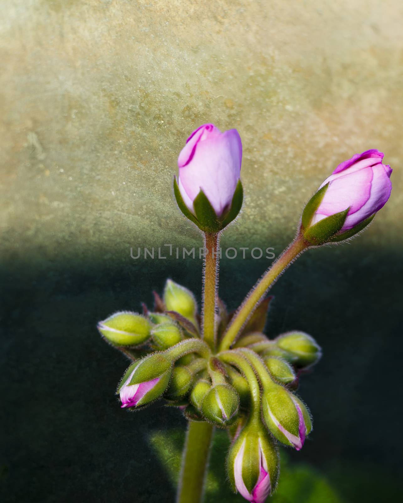 Pink flower buds about to blossom on a long stem with leaves by WittkePhotos