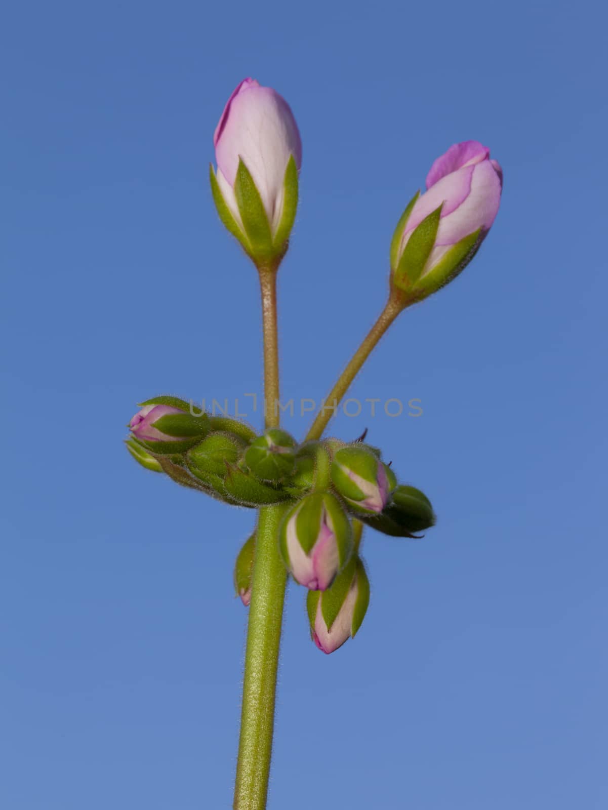 Pink flower buds about to blossom on a long stem with leaves.