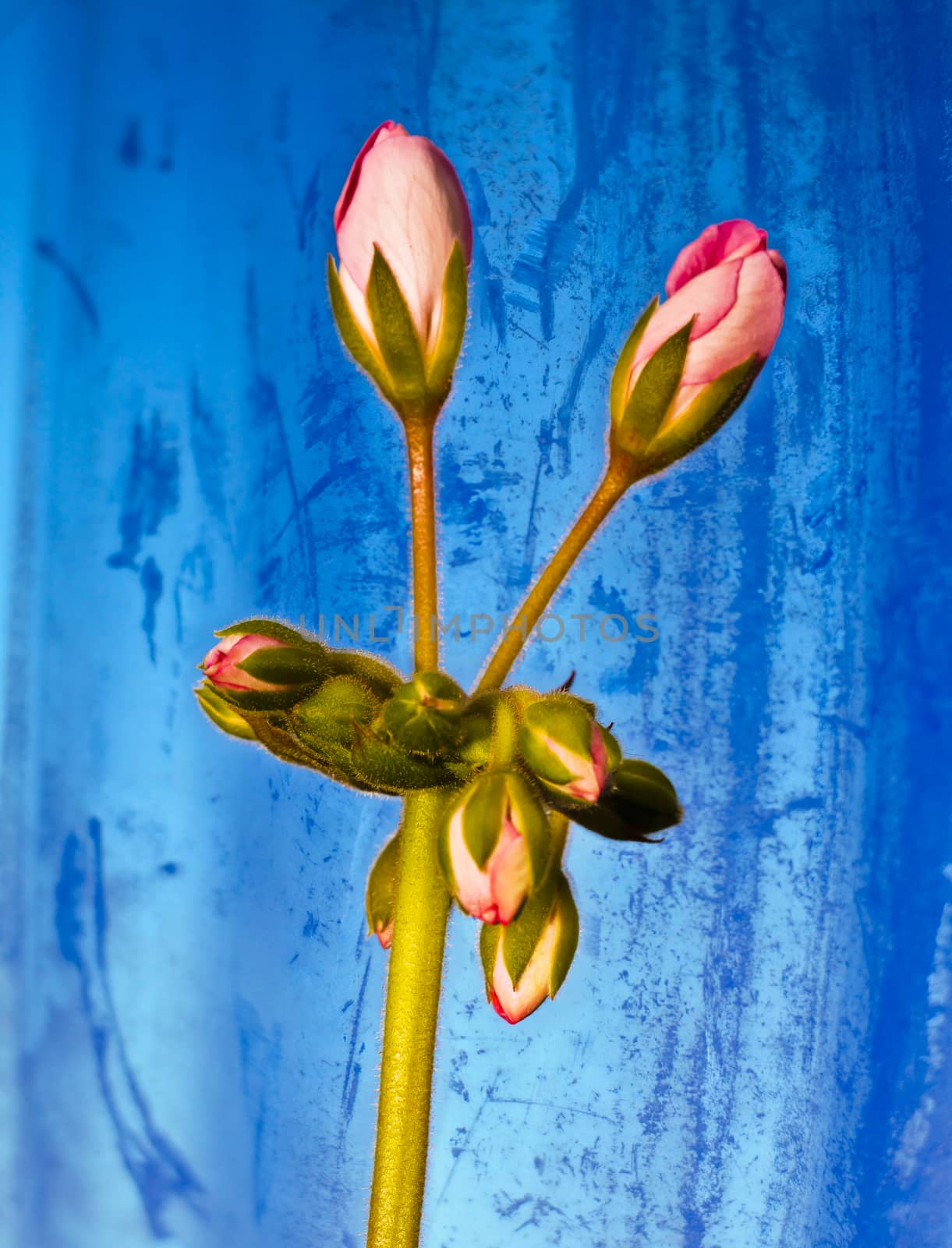 Pink flower buds about to blossom on a long stem with leaves.