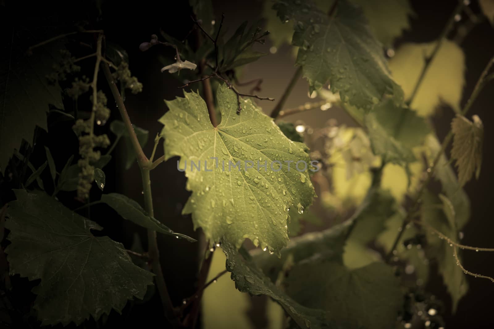 Rain drops on an ornamental grape vine in a domestic garden in regional Australia