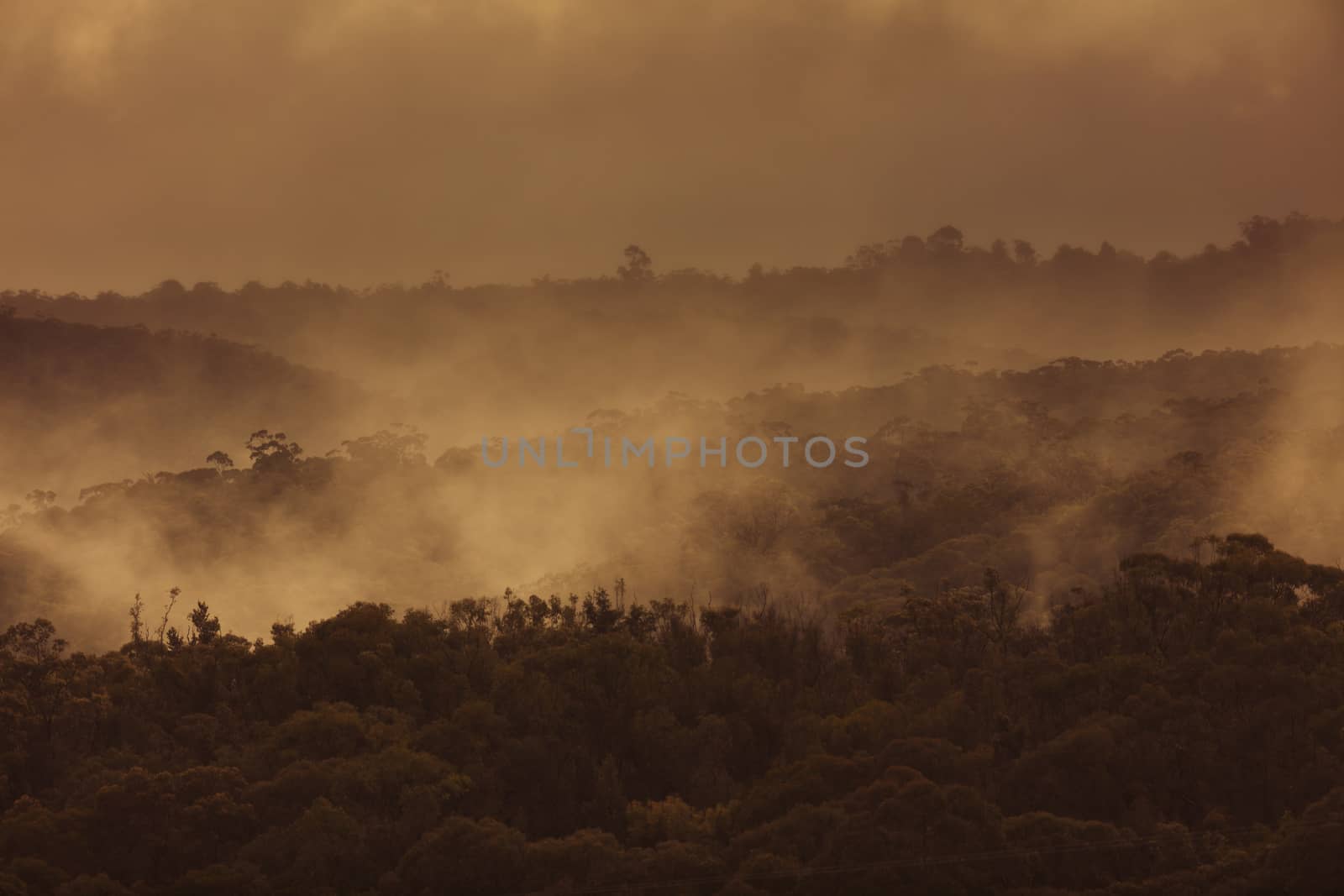 Rain mist and low cloud over gum trees in a valley in rural New South Wales in Australia.