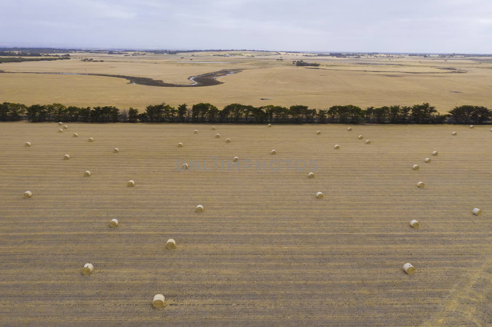 Rolled hay bales in a dry agricultural field