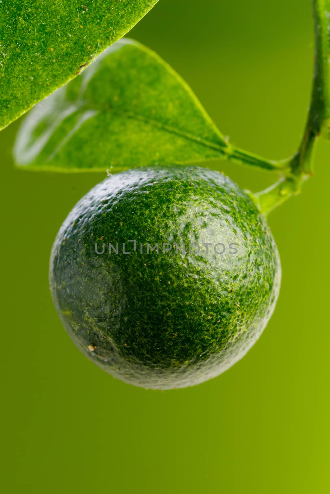 unripe fruit of tangerine tree, green background by nikkytok