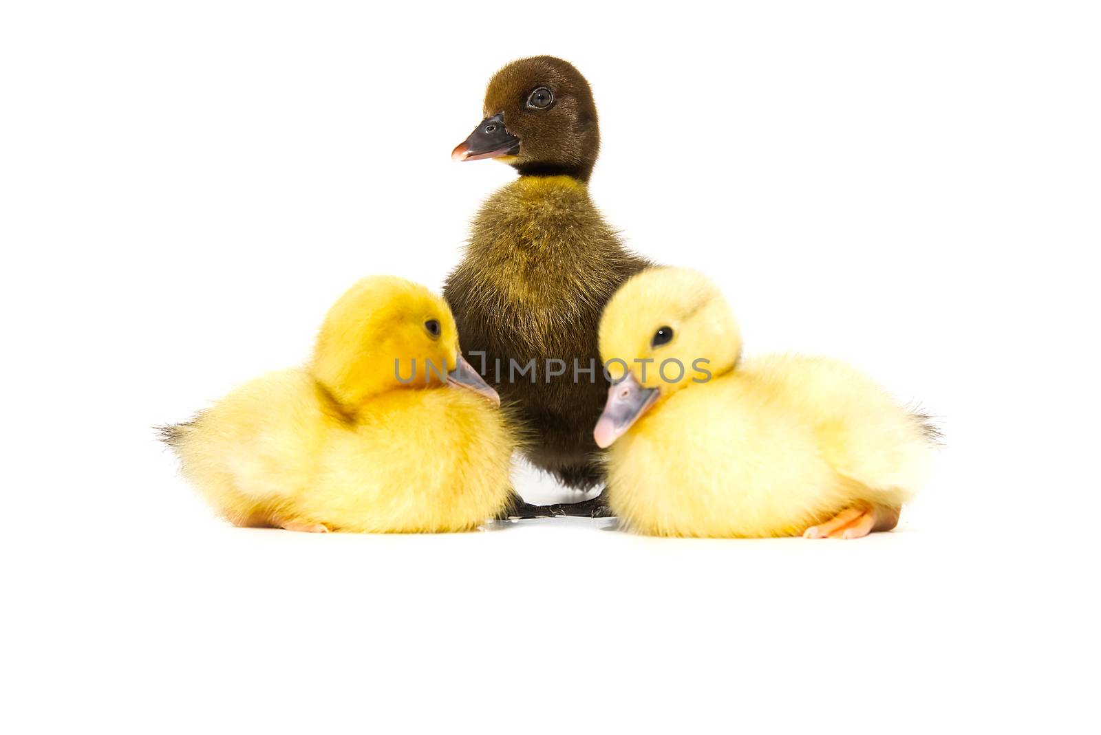 NewBorn little Cute yellow and black ducklings on white background. by PhotoTime