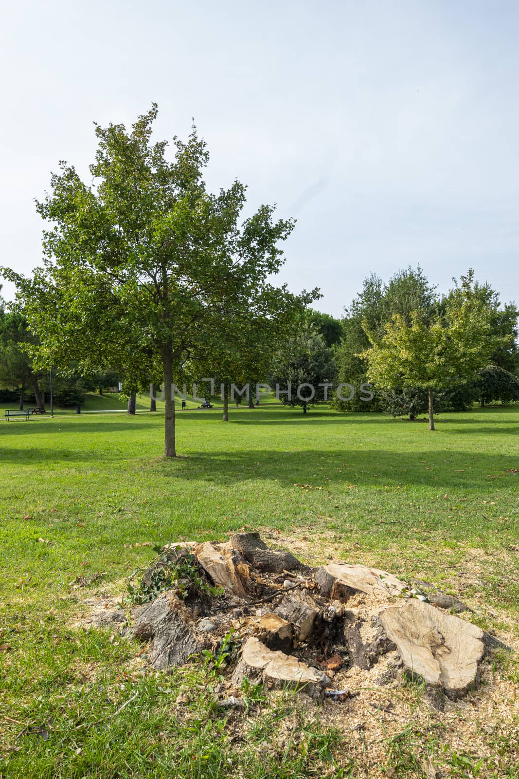 the trunk of a cut tree in the Moretti park in Udine