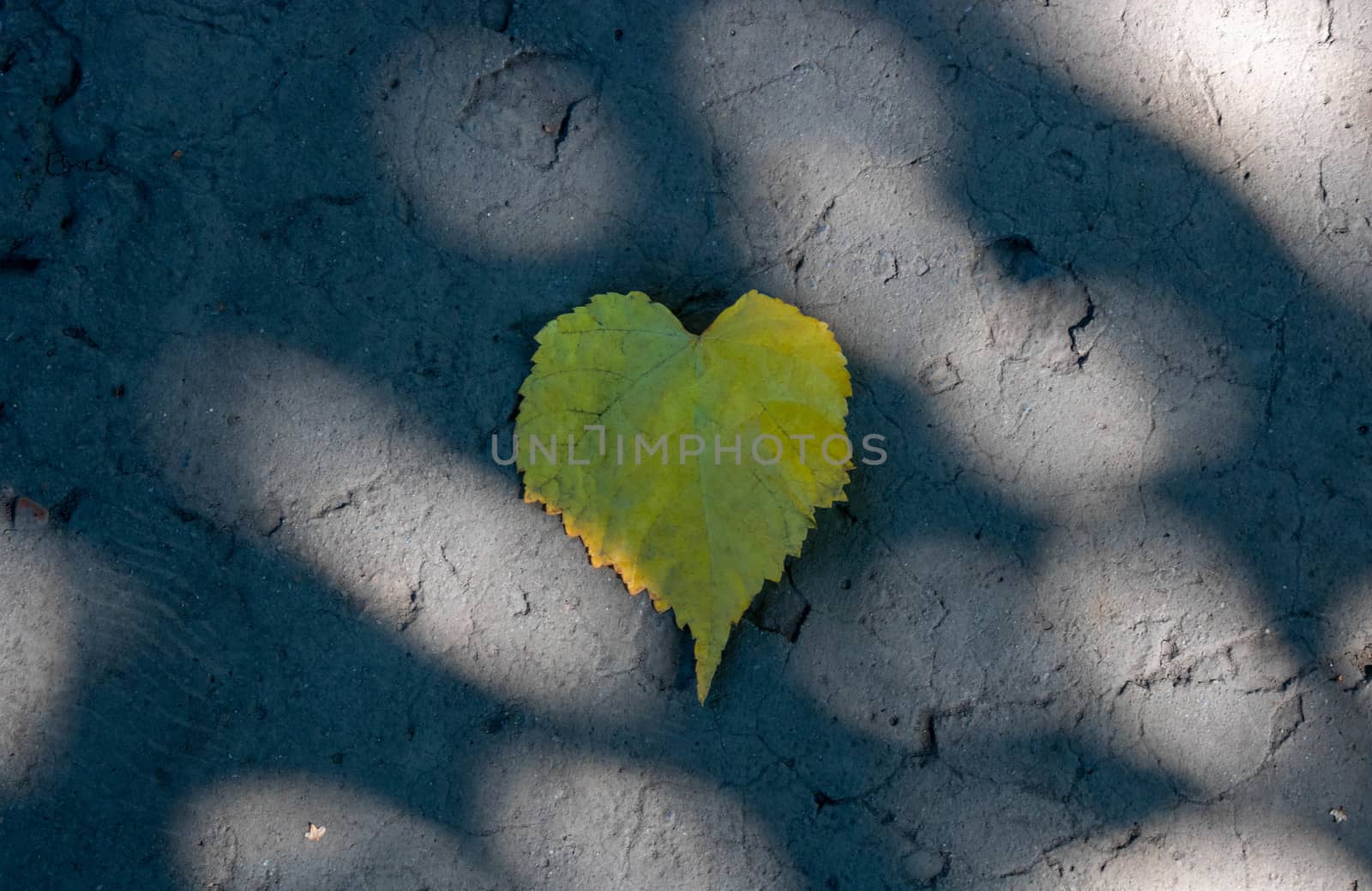 Yellow autumn leaf on the asphalt in the sun glare by lapushka62