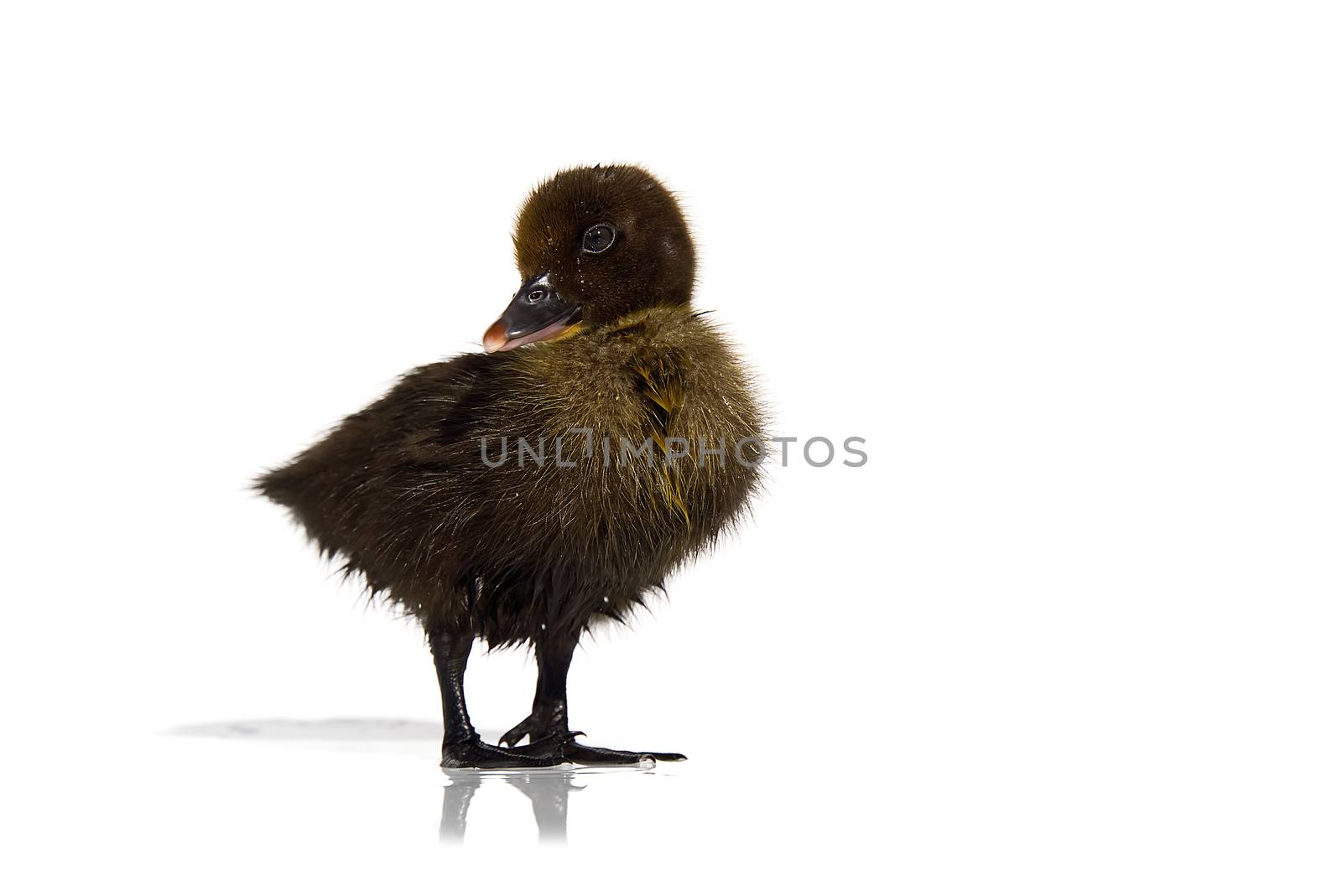 NewBorn little Cute brown or black duckling isolated on white. by PhotoTime