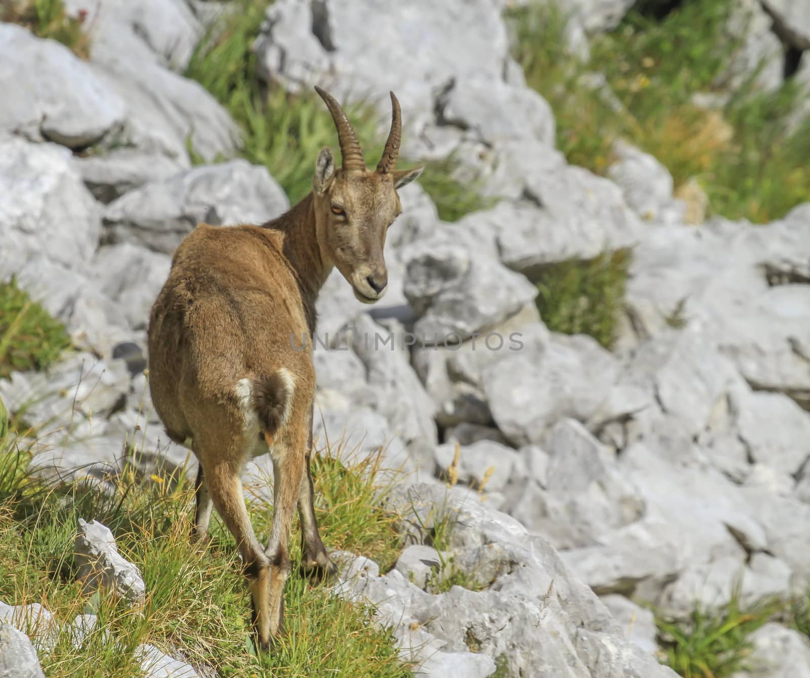 Female wild alpine, capra ibex, or steinbock by Elenaphotos21