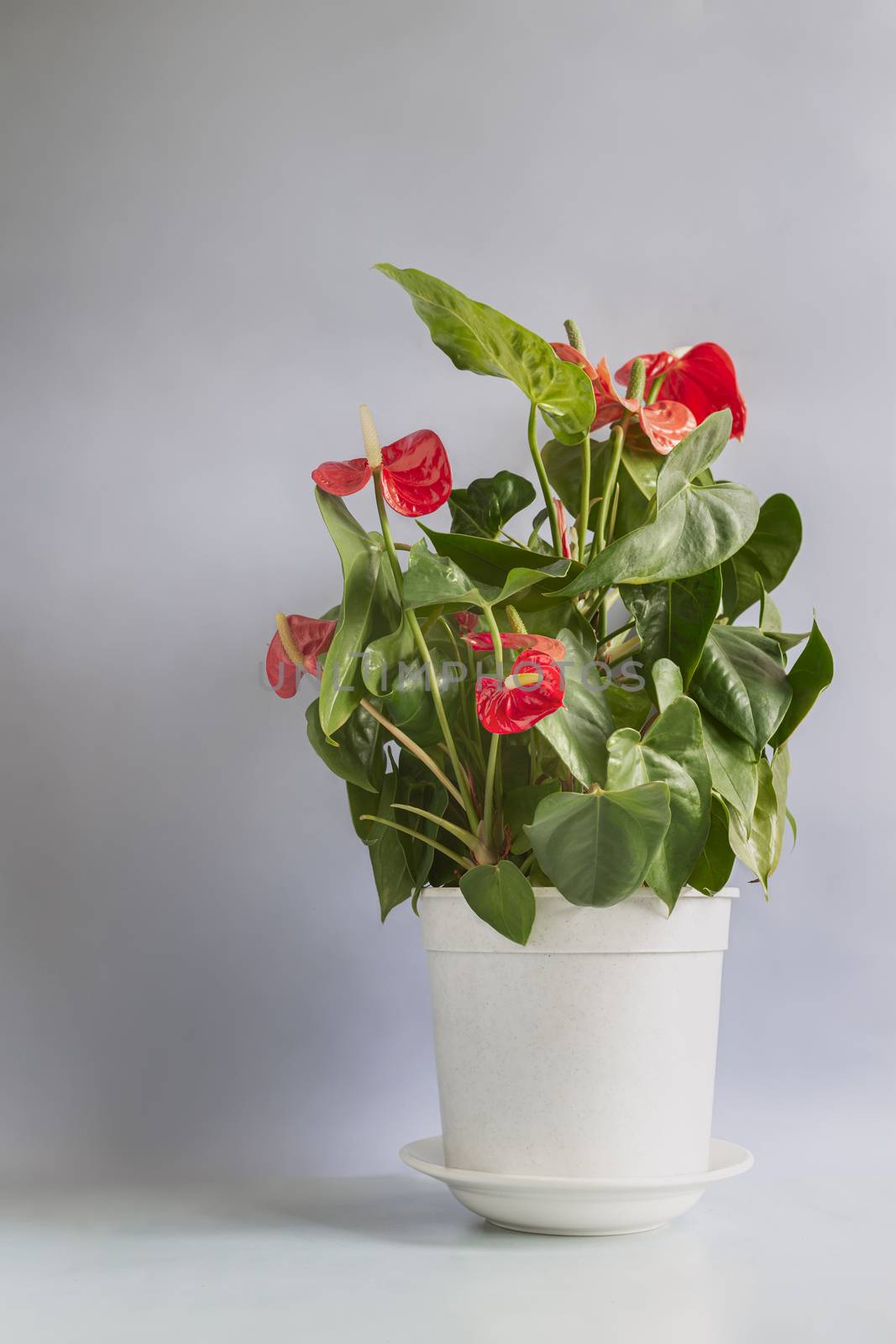 Beautiful blooming indoor Anthurium flower on the table by georgina198