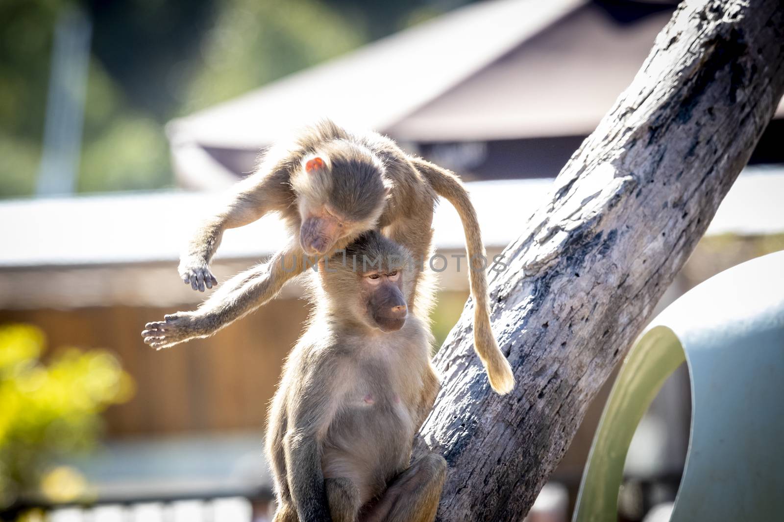 Two adolescent Hamadryas Baboons on a tree branch