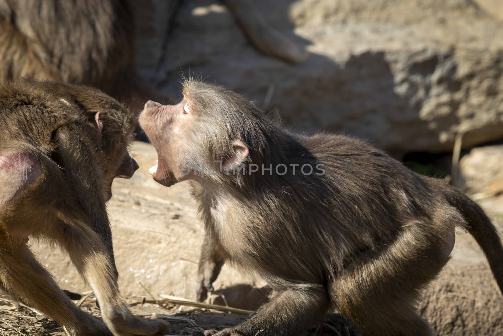 Two adolescent Hamadryas Baboons playfully fighting