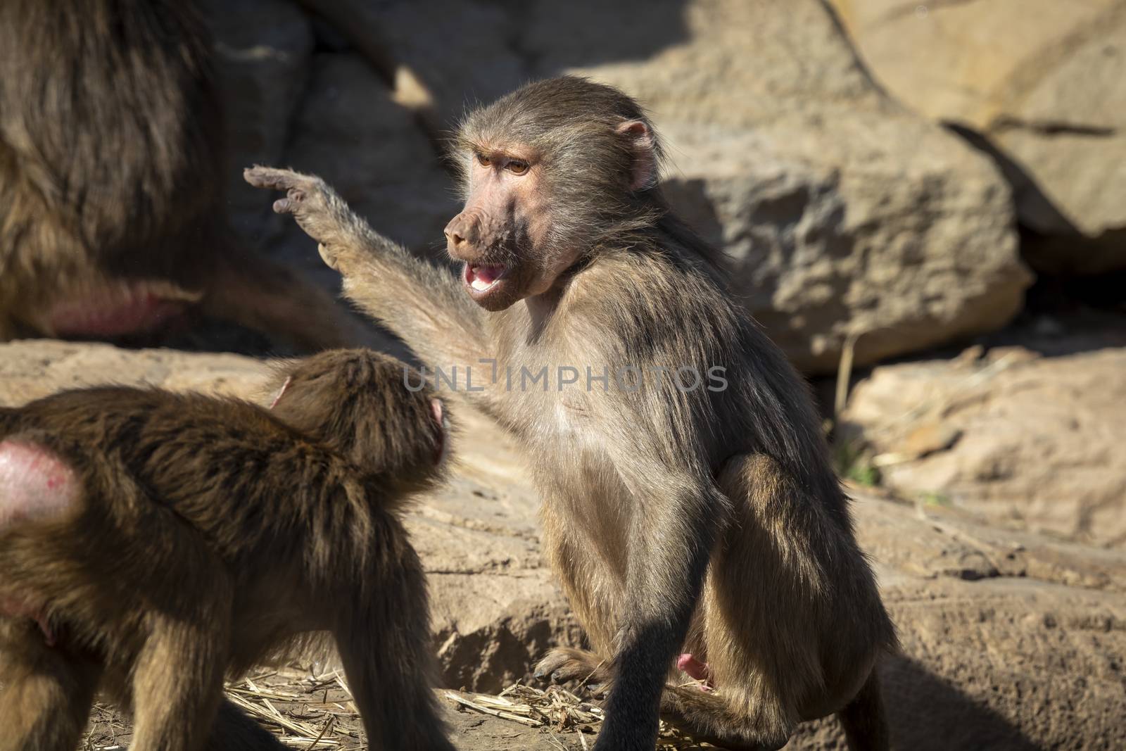 Two adolescent Hamadryas Baboons playfully fighting