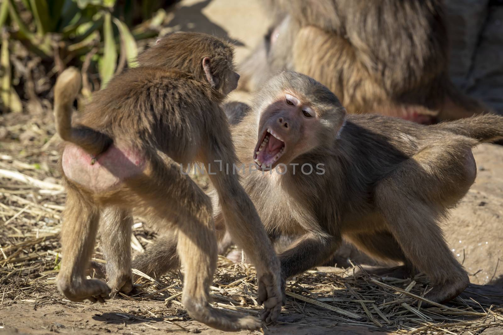 Two adolescent Hamadryas Baboons playfully fighting