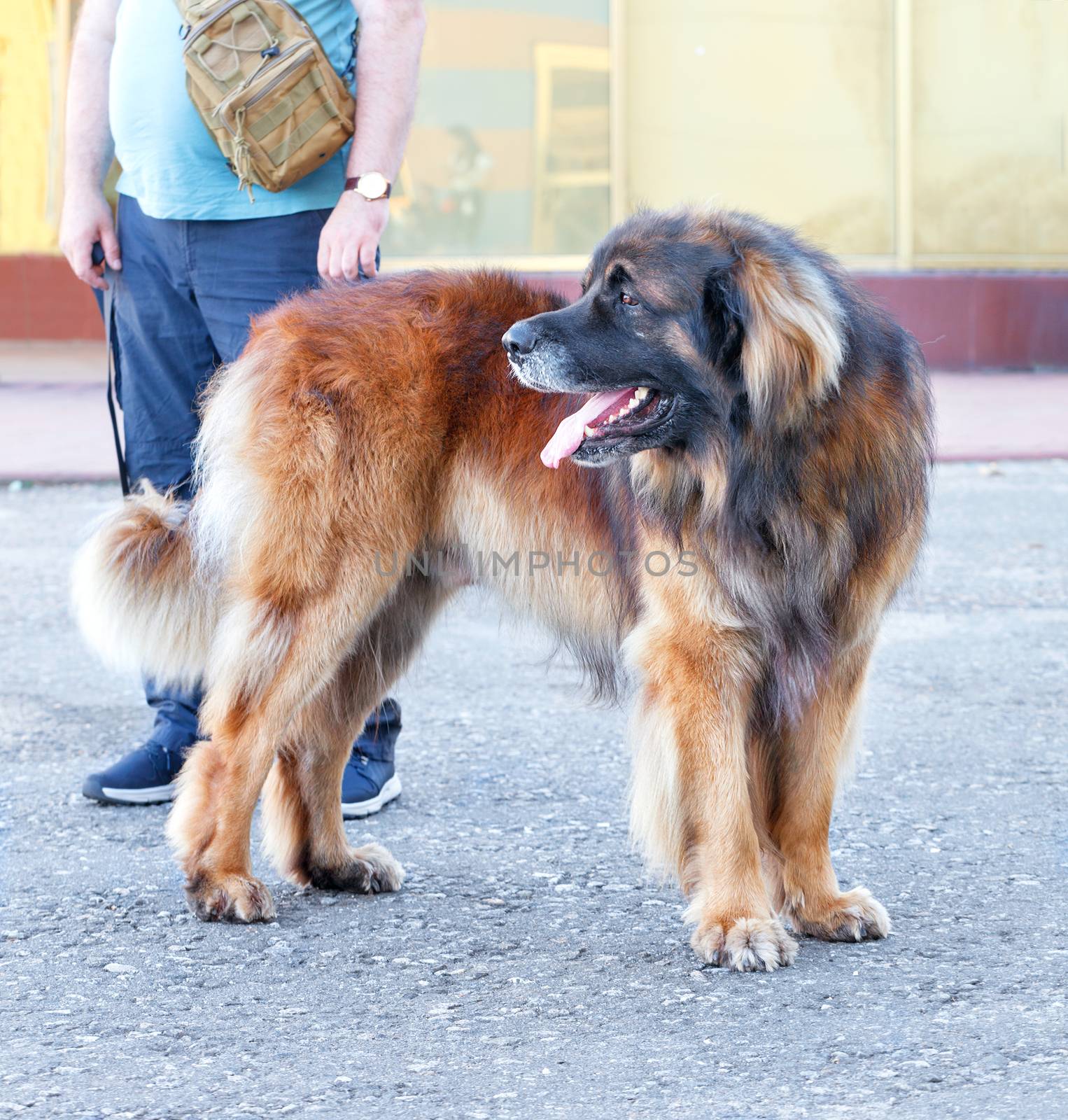 The Leonberger dog stands on the asphalt sidewalk with an open mouth, a large breed of dog, easy to train, sensible dogs with excellent guard qualities.