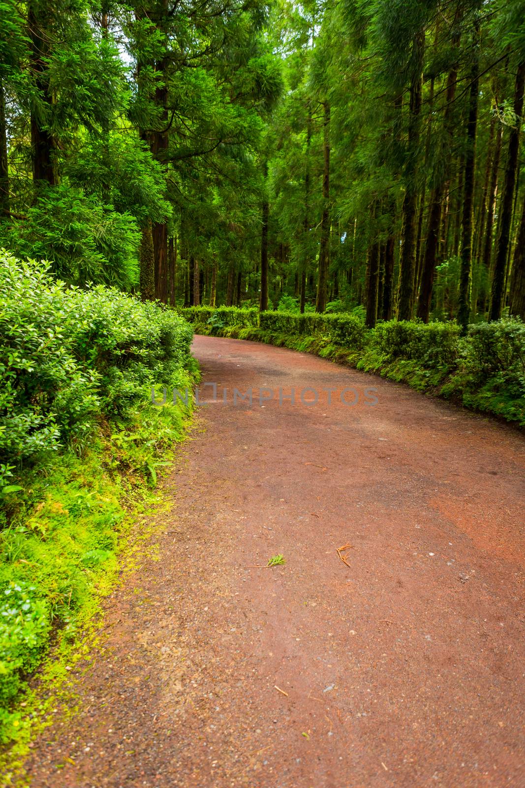 Path in Azorean forest by zittto
