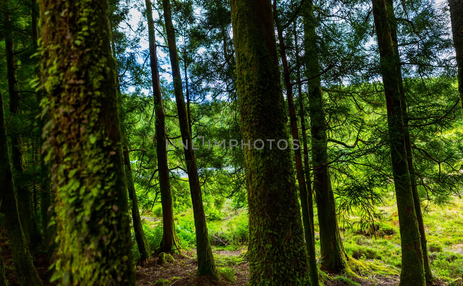 mystic green forest in Azores by zittto