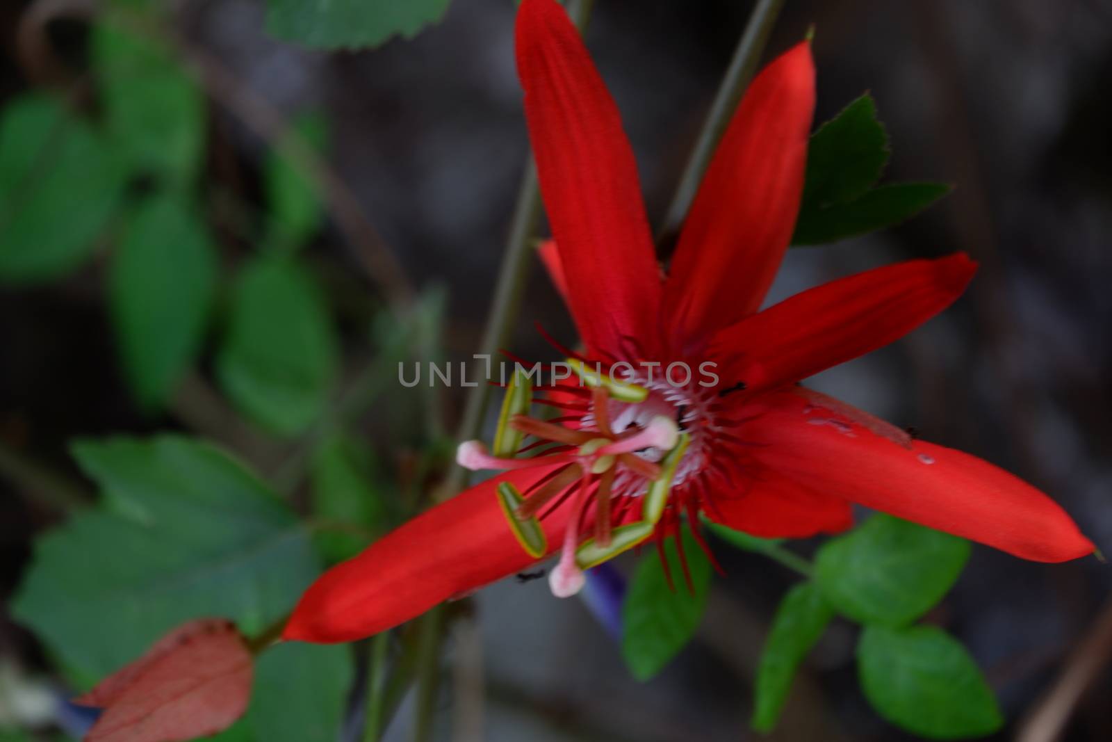 close up image of passiflora coccinea common names scarlet passion flower, red passion flower,dance flower) is a fast growing vine. home decorating vines