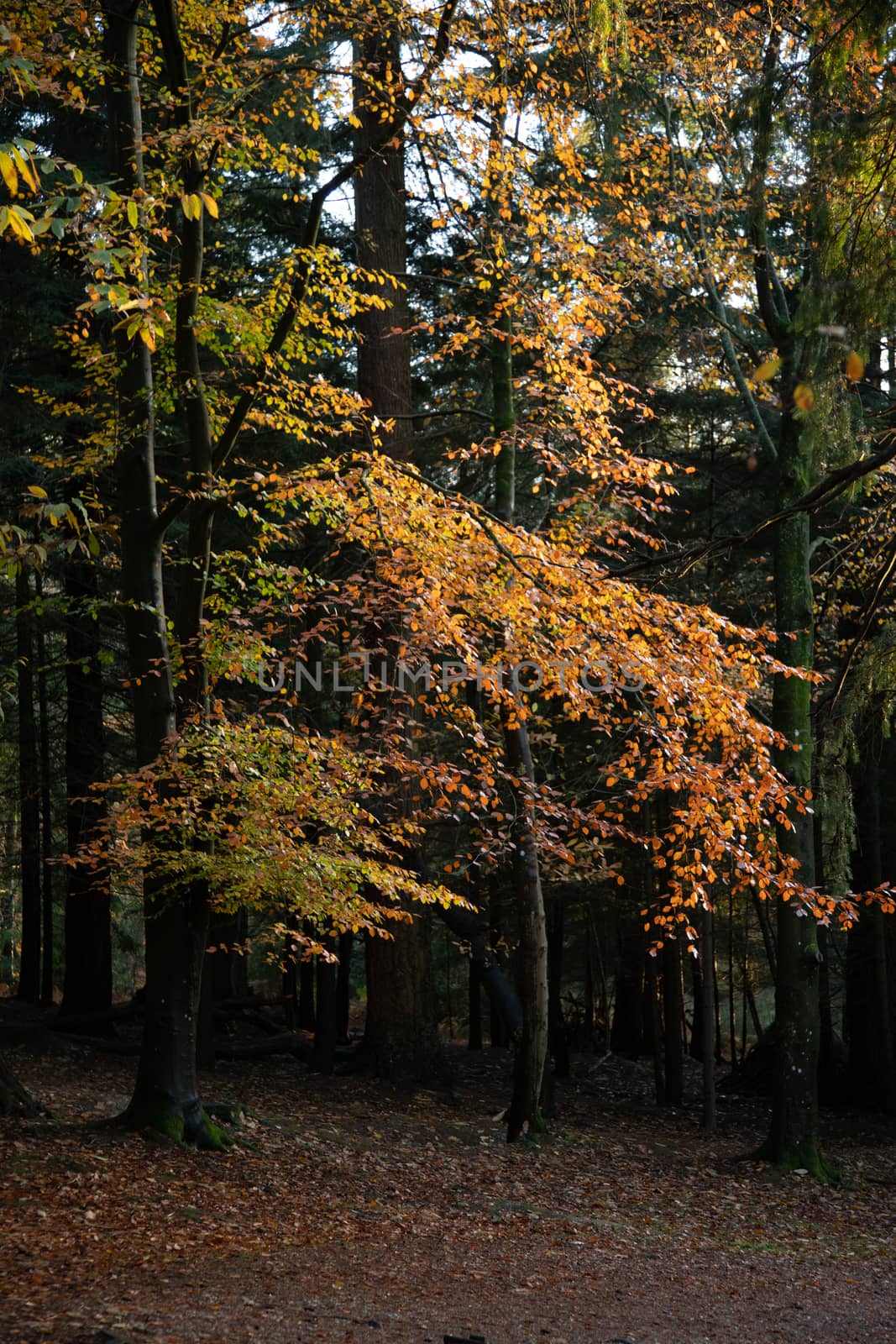 Trees in autumn colour, golden leaves in low sun in forest setting by kgboxford