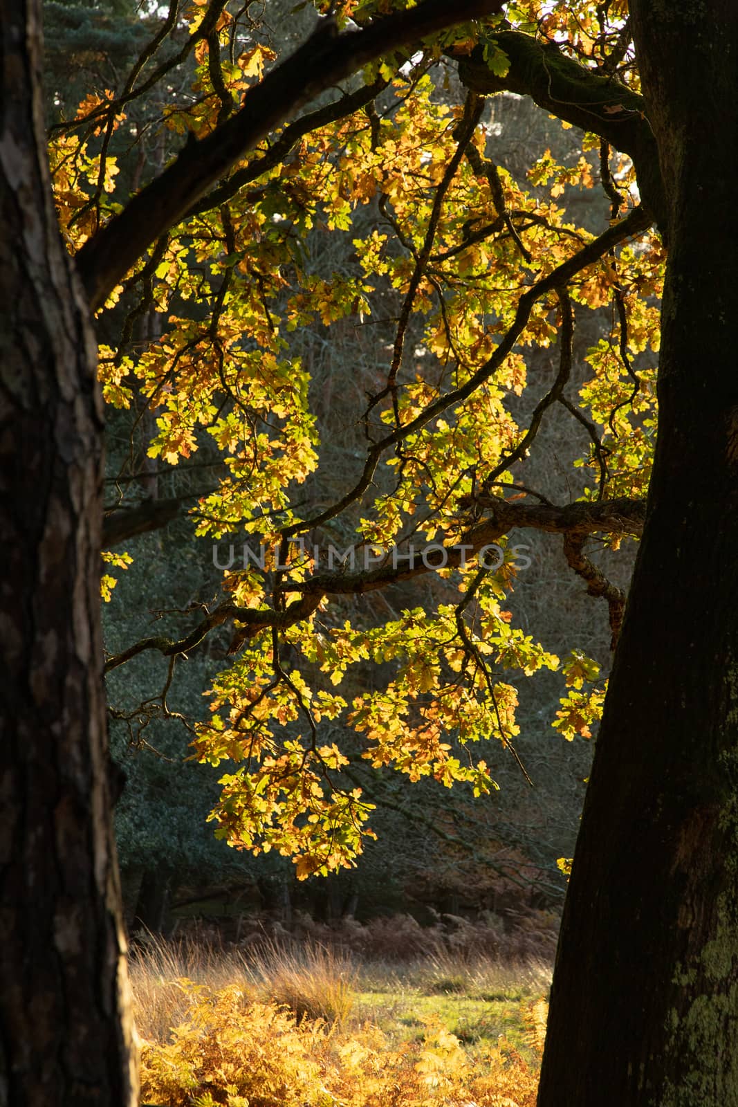 Trees in autumn colour, golden leaves in low sun in forest setting by kgboxford