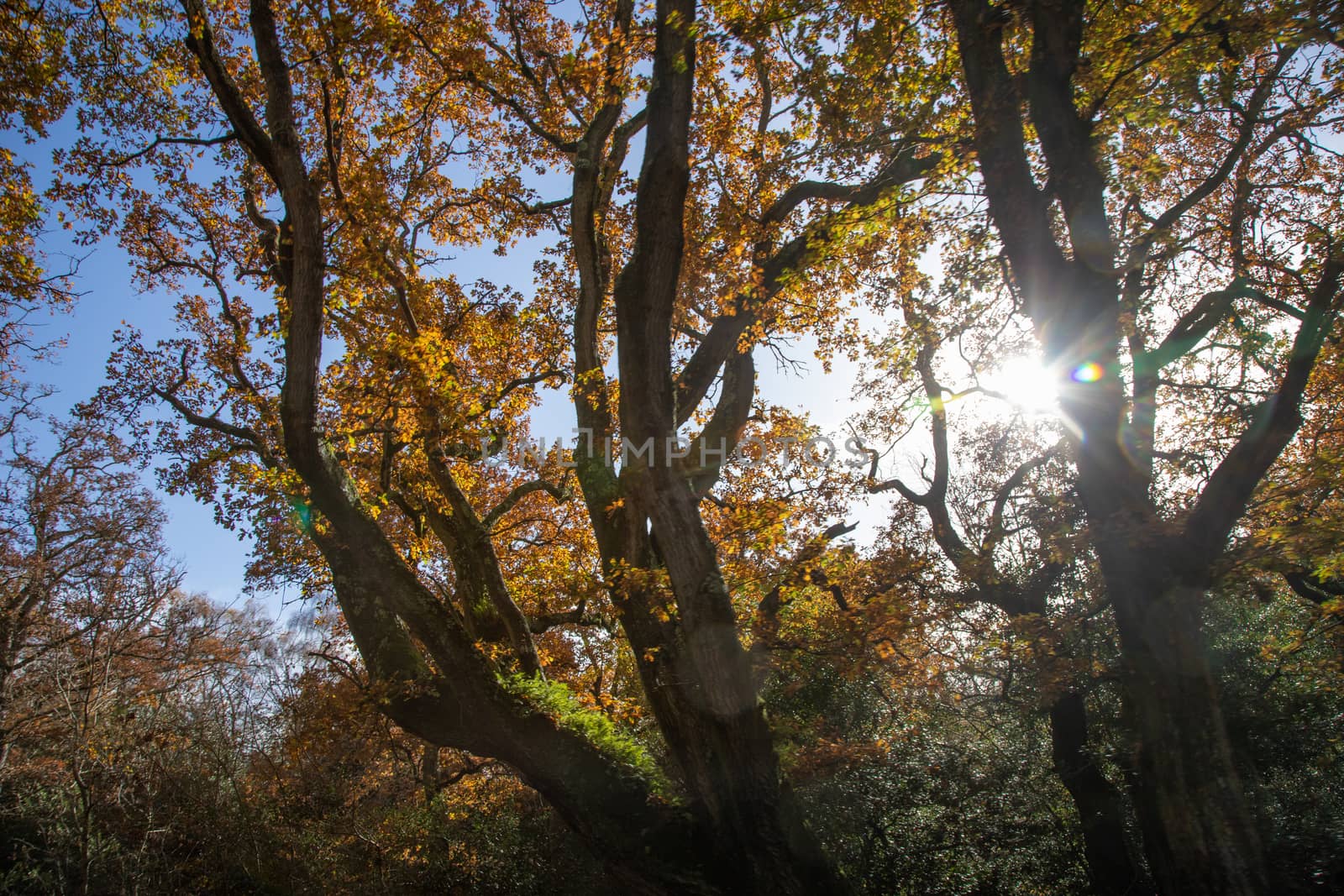 Trees in autumn colour, golden leaves in low sun in forest setting by kgboxford