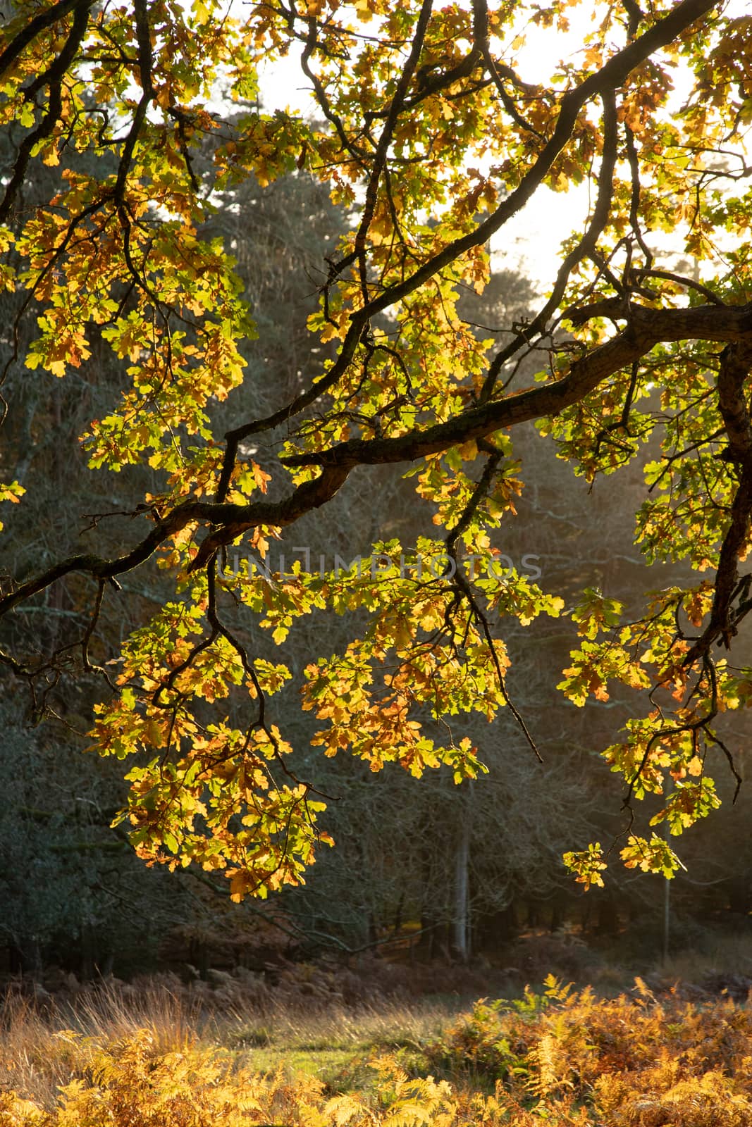 Trees in autumn colour, golden leaves in low sun in forest setting by kgboxford